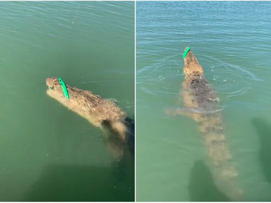 Fisherman accidentally reels in crocodile in Australia