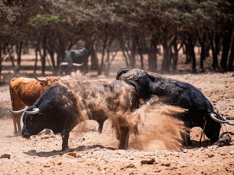 bullfighting gallery 