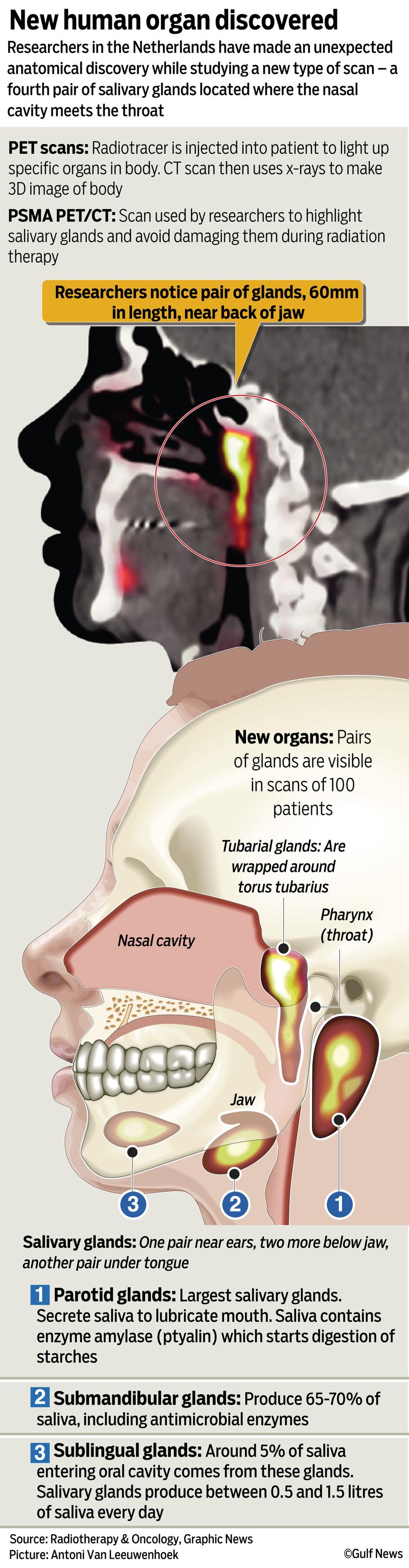Graphic salivary gland