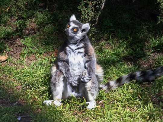 Lemur