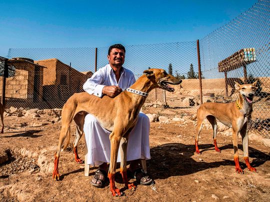 Syrian village trains racing dogs despite war and pandemic ...
