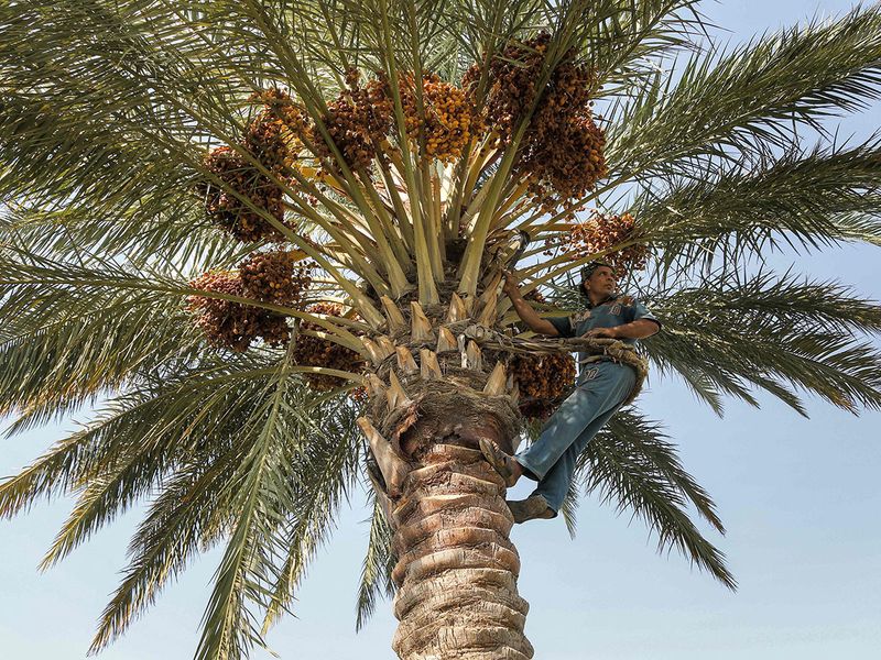 palm climber gallery