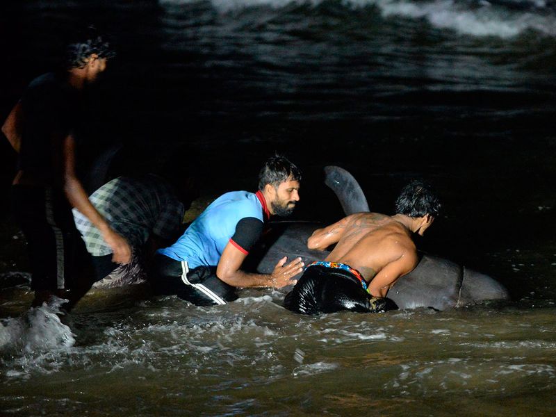 stranded whales Sri Lanka gallery