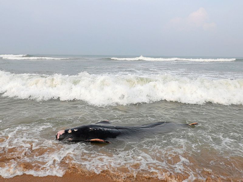 stranded whales Sri Lanka gallery