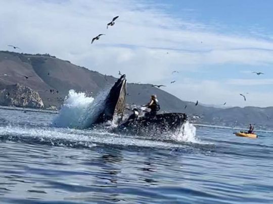 Whale almost swallows two kayakers 