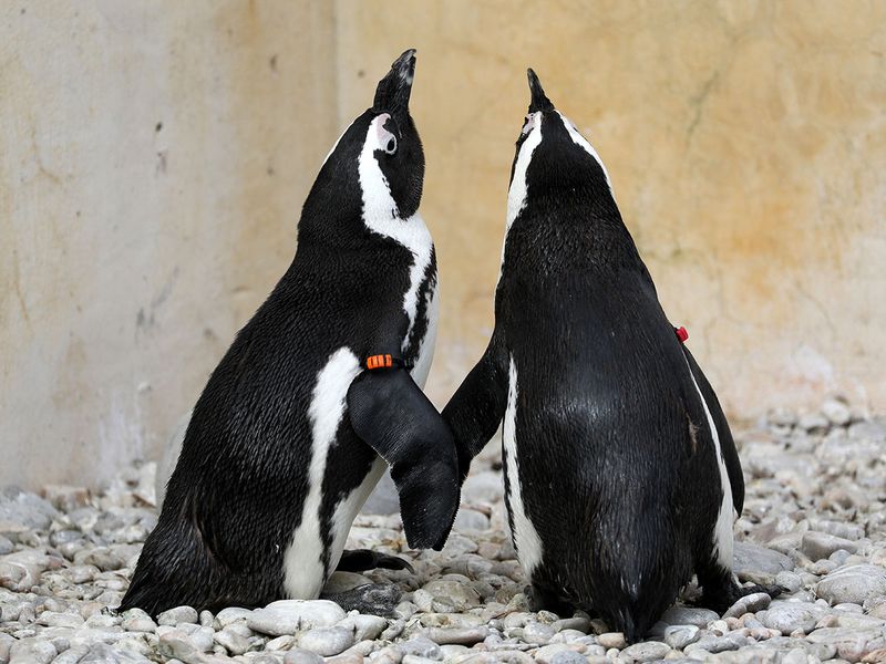 African penguin gallery 