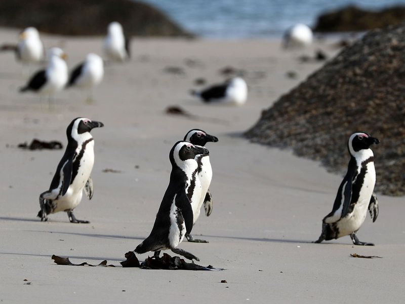 African penguin gallery 