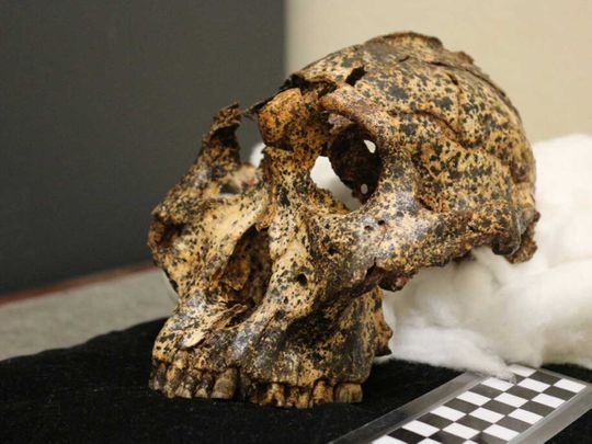 two-million-year-old skull of Paranthropus robustus