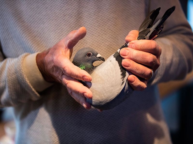 Belgium pigeon gallery 