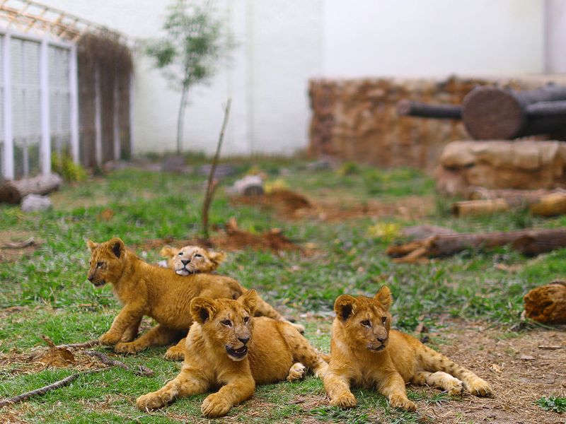 newborn lion cubs gallery 