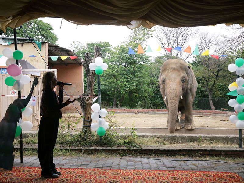 Elephant farewell gallery 