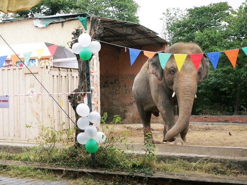 Elephant farewell gallery 