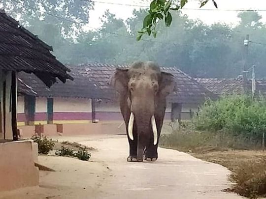 Wild elephants tour Pungoda village in India's Jharkhand state | India –  Gulf News