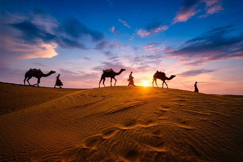 Camels sunset