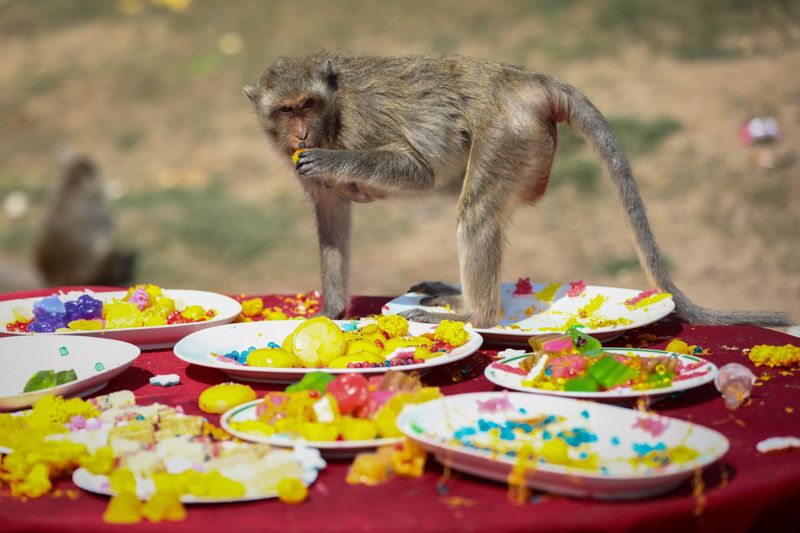 Photos Inside Thailand's unique Monkey Buffet Festival Newsphotos
