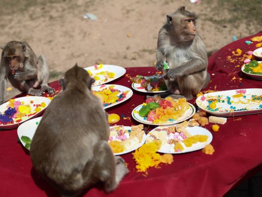 Photos: Inside Thailand's unique Monkey Buffet Festival | News-photos ...