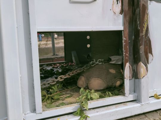 Kaavan the elephant departs for Cambodia, Islamabad residents ...