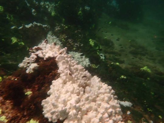 Corals pakistan bleaching