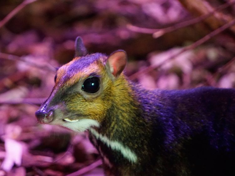Watch The Size Of A Matchbox A Rare Mouse Deer Is Born On Camera In Poland Offbeat Gulf News
