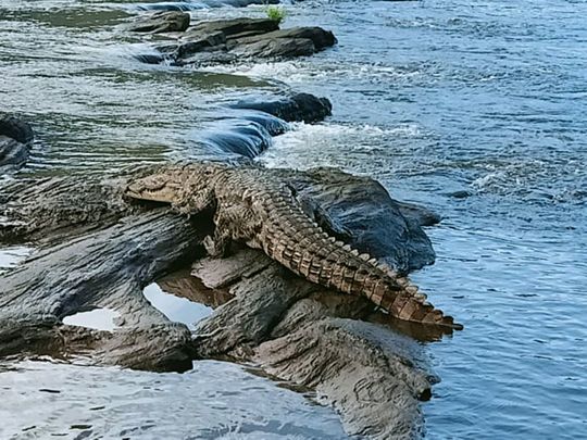 crocodile 