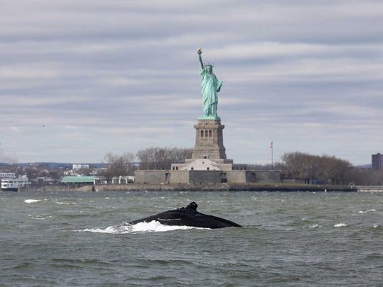 humpback whale New York