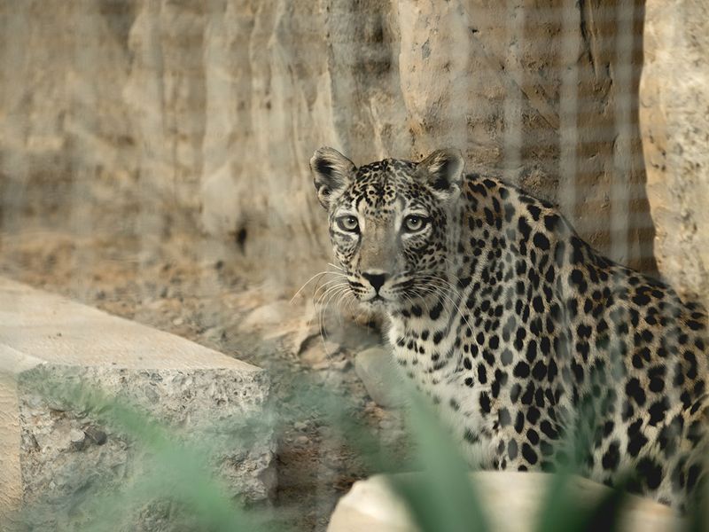 Arabian  leopard