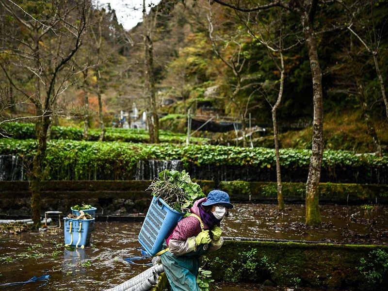 Japan's wasabi producers farm 'green gold'