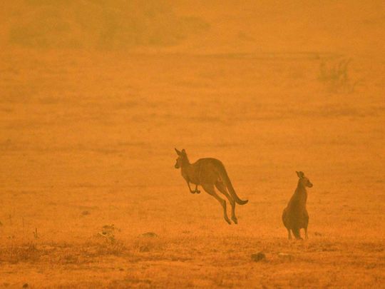 Kangaroo bushfire Australia