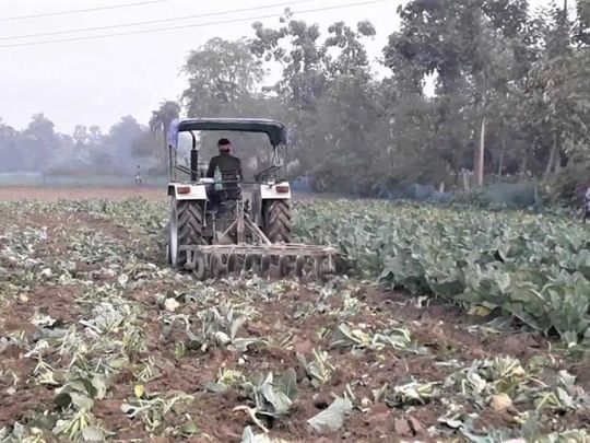 Bihar farmer destroys his cauliflower crop India