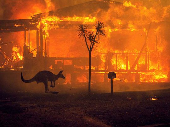 Kangaroo wildfire australia