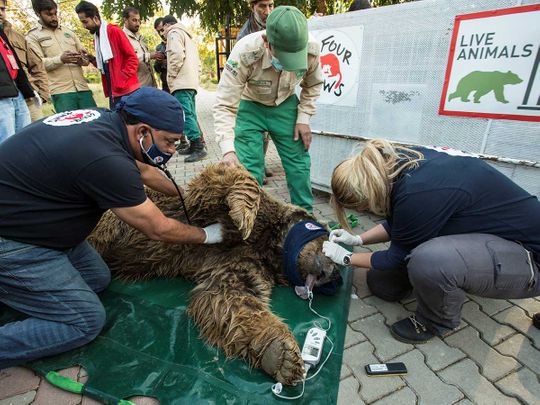 Pakistan zoo bear amir khalil four paws