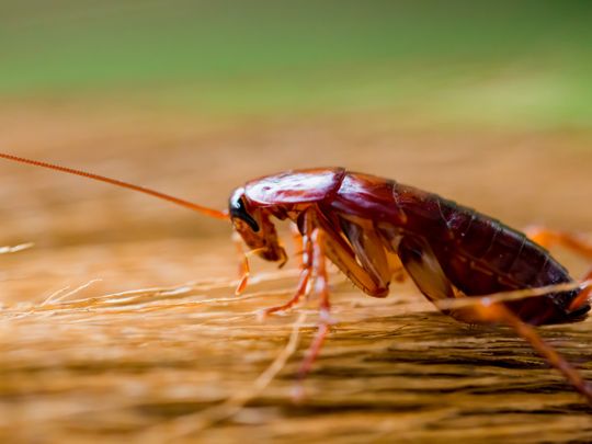 NAT Cockroach Research Image 2-SHUTTERSTOCK-1608454149889
