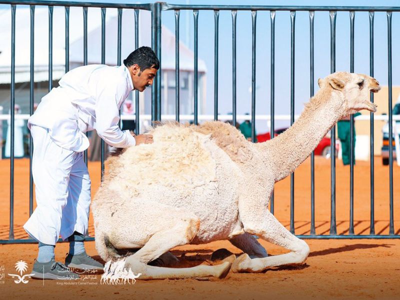 camel fight