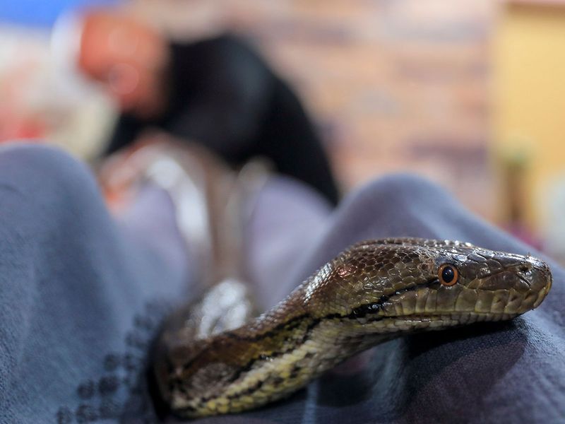 Egypt snake massage