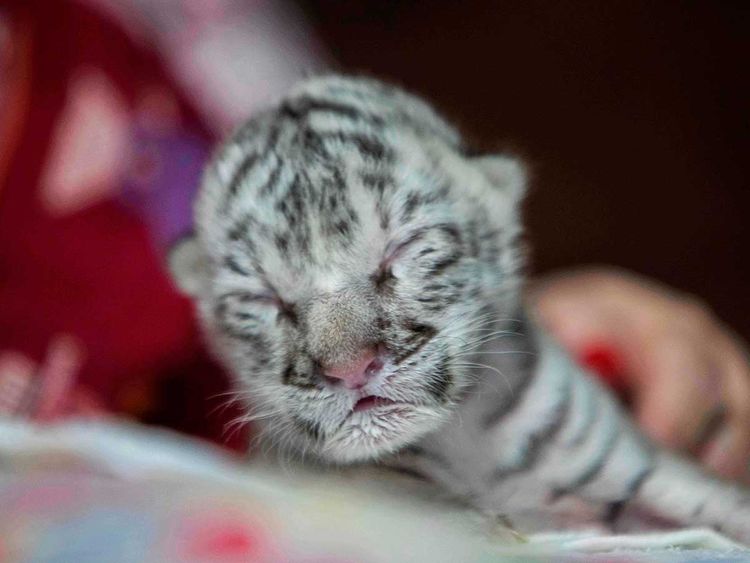 Rare White Tiger Cubs Come Out to Play