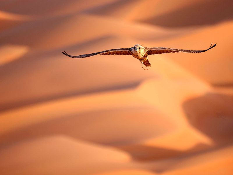Falcons over Liwa gallery