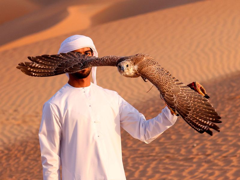Falcons over Liwa gallery