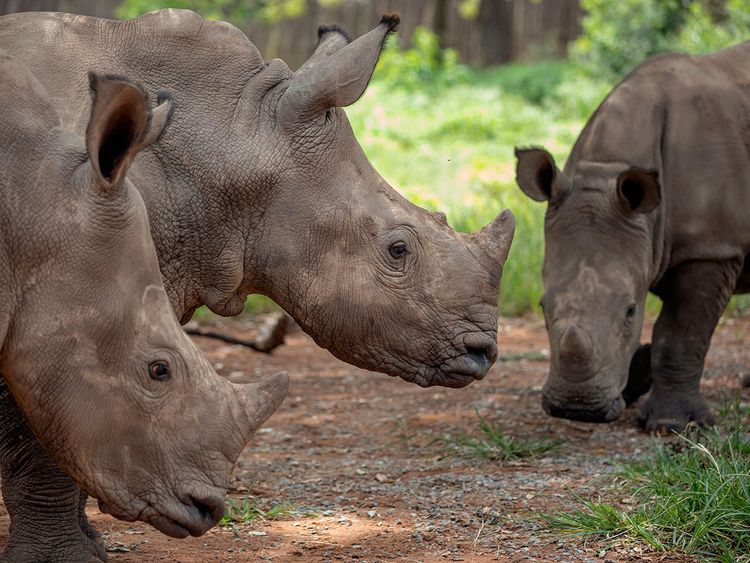A look at South Africa's hidden Rhino Orphanage