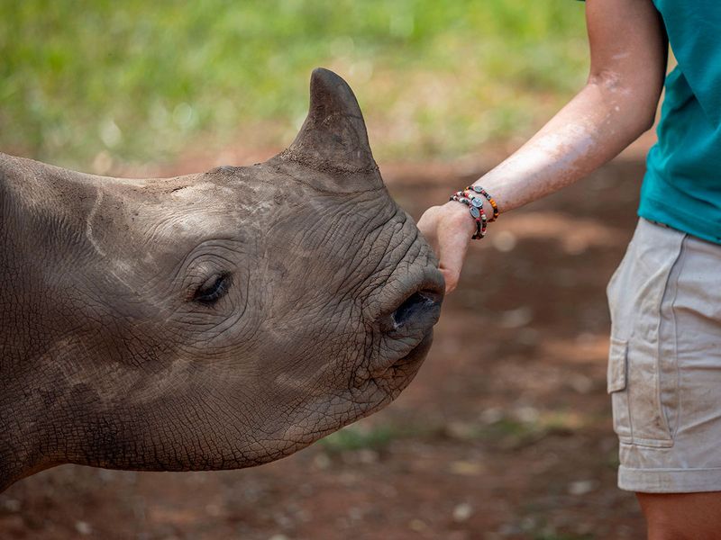 Rhino Orphanage gallery 