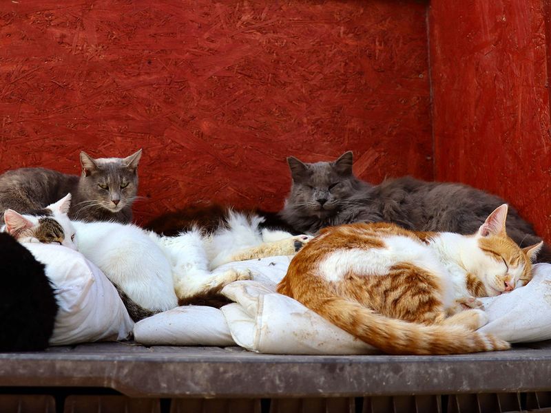 Cyprus cats gallery 