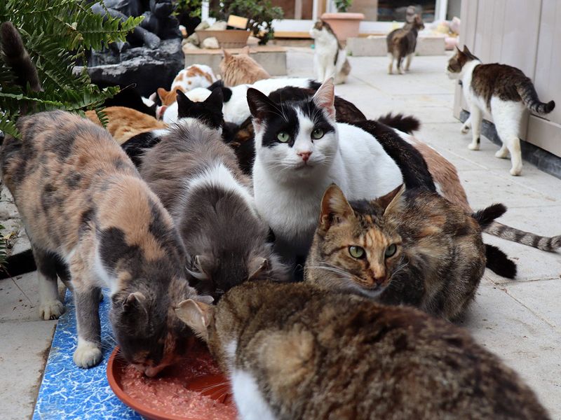 Cyprus cats gallery 