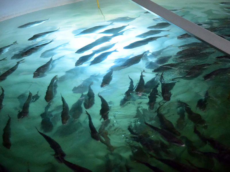 Fish farm