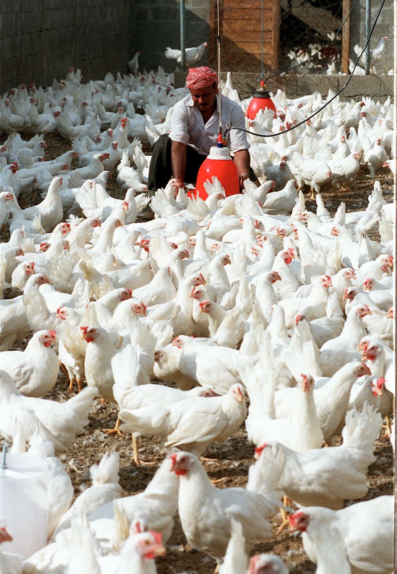 UAE Poultry farm