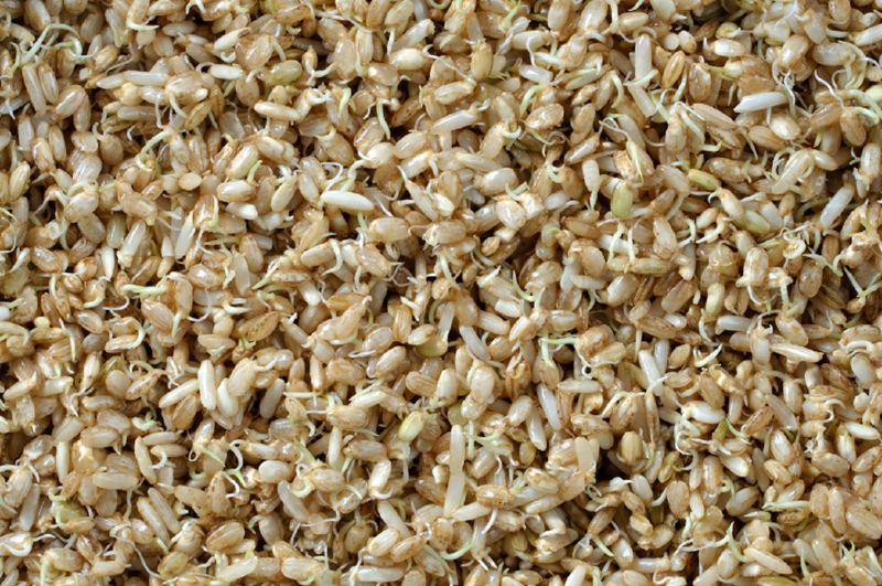 Sprouted Brown rice