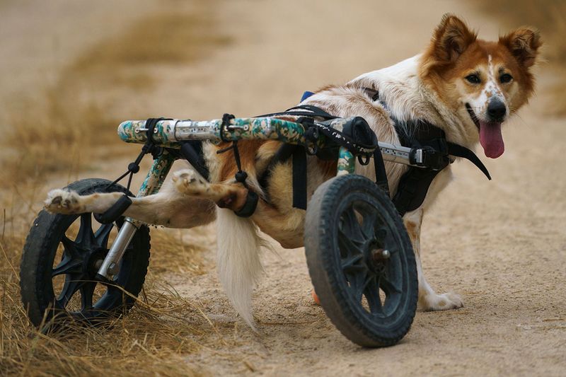 Disabled dogs gallery 