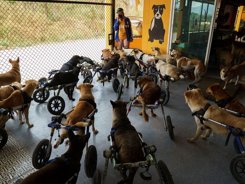 Disabled dogs gallery 