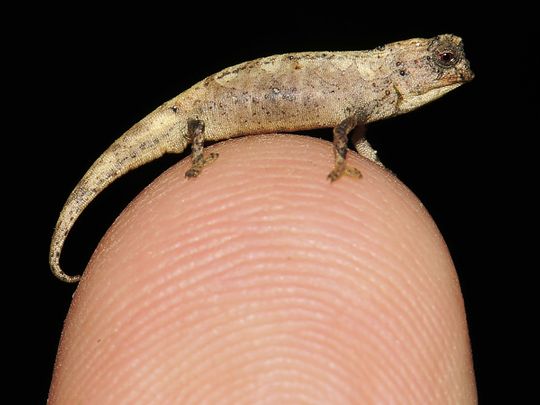 Brookesia nana