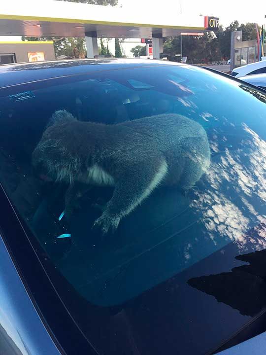 Koala Australia