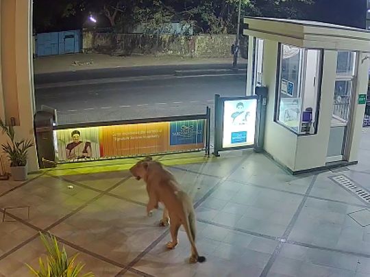 A lion seen strolling at the premises of a hotel in Junagadh
