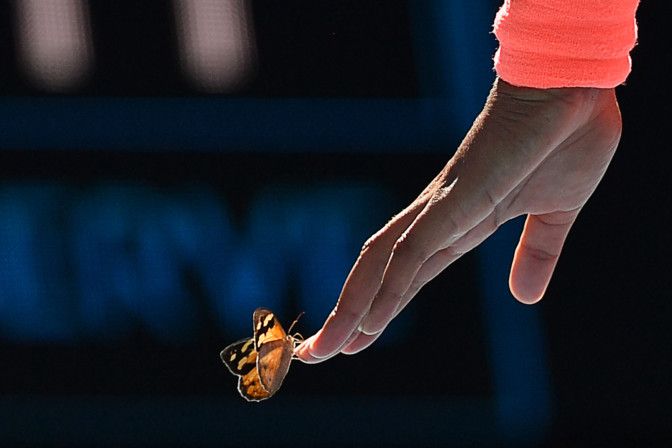 Look: Naomi Osaka's butterfly encounter at Austalian Open 2021